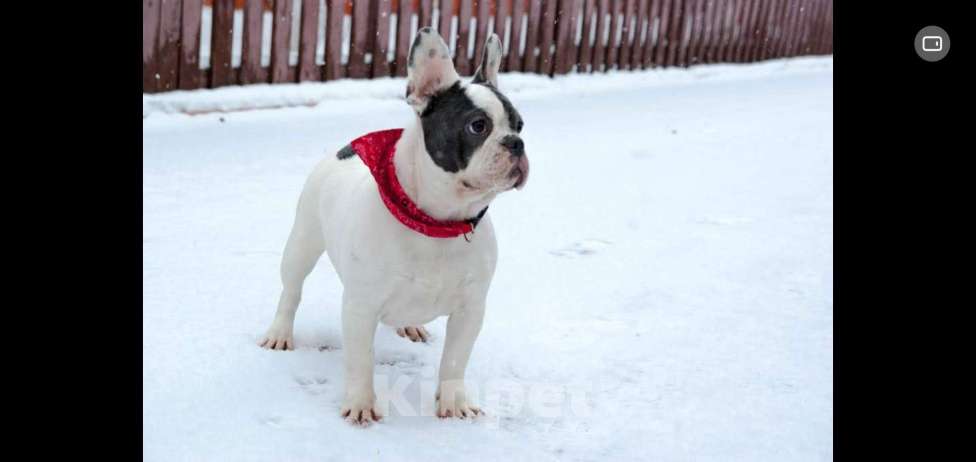 Собаки в Химках: Девочка французского бульдога Девочка, Бесплатно - фото 3