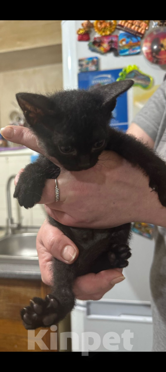 Кошки в Ростове-на-Дону: Котик Мальчик, Бесплатно - фото 2