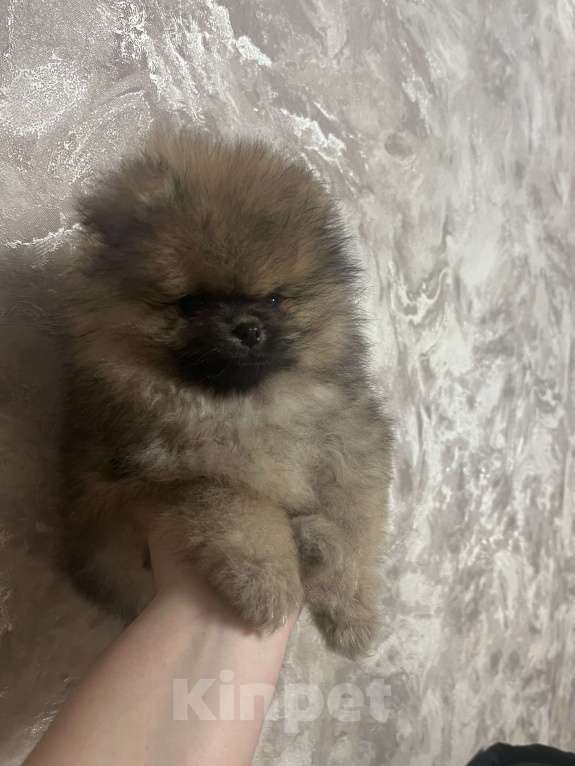 Собаки в Джанкое: Шпиц Мальчик, 20 000 руб. - фото 1