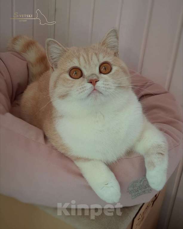 Кошки в Москве: Британские котята кремовые  Мальчик, 40 000 руб. - фото 6