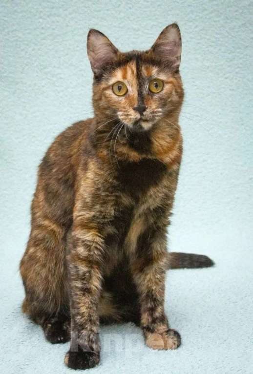 Кошки в Москве: Карамелька - кошка-химера с двумя ликами счастья Девочка, Бесплатно - фото 9