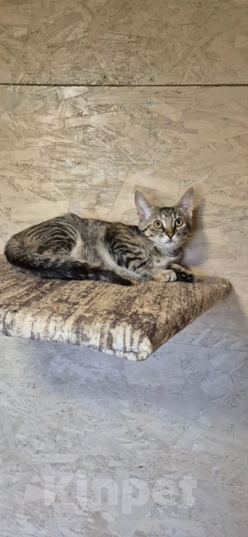 Кошки в Москве: Котенок Ася ждет свою семью Девочка, Бесплатно - фото 4