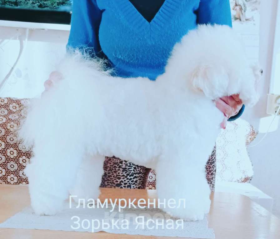 Собаки в Казани: Гламуркеннел Девочка, 150 000 руб. - фото 5