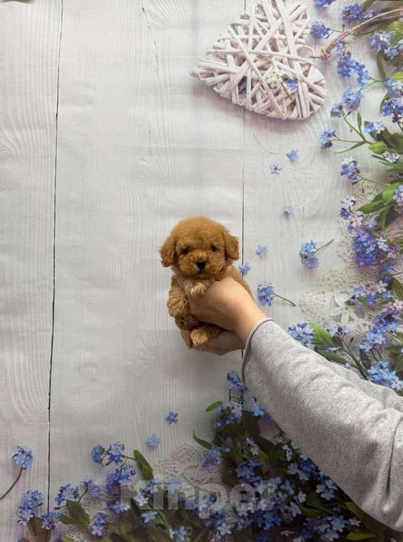 Собаки в Москве: Мальчик той-пудель Мальчик, 35 000 руб. - фото 1