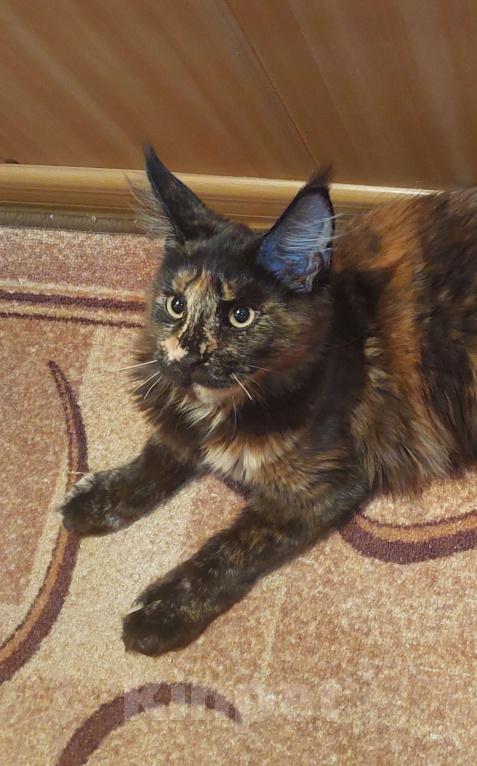 Кошки в Озерске: Кошечка в оригинальном окрасе Девочка, 35 000 руб. - фото 6