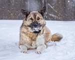 Собаки в Солнечногорске: Собака - позитив, Лёля 2 года Девочка, Бесплатно - фото 6