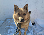 Собаки в Барнауле: Отдам в добрые руки Мальчик, Бесплатно - фото 1