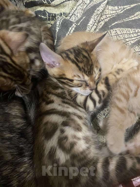 Кошки в Москве: Бенгальская девчушка Девочка, 15 000 руб. - фото 2