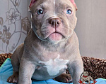 Собаки в Москве: Американский булли мальчик Покет/Микро Мальчик, 100 000 руб. - фото 2