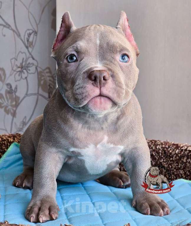 Собаки в Москве: Американский булли мальчик Покет/Микро Мальчик, 100 000 руб. - фото 2