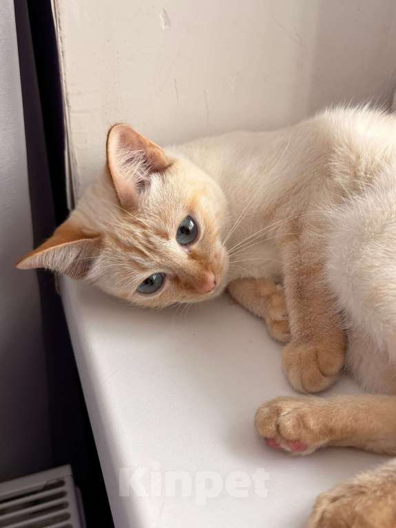 Кошки в Краснодаре: Кошечка в добрые руки Девочка, 1 000 руб. - фото 1