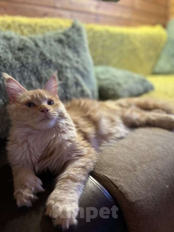 Кошки в Москве: Красная тикированная девочка  Девочка, 25 000 руб. - фото 3