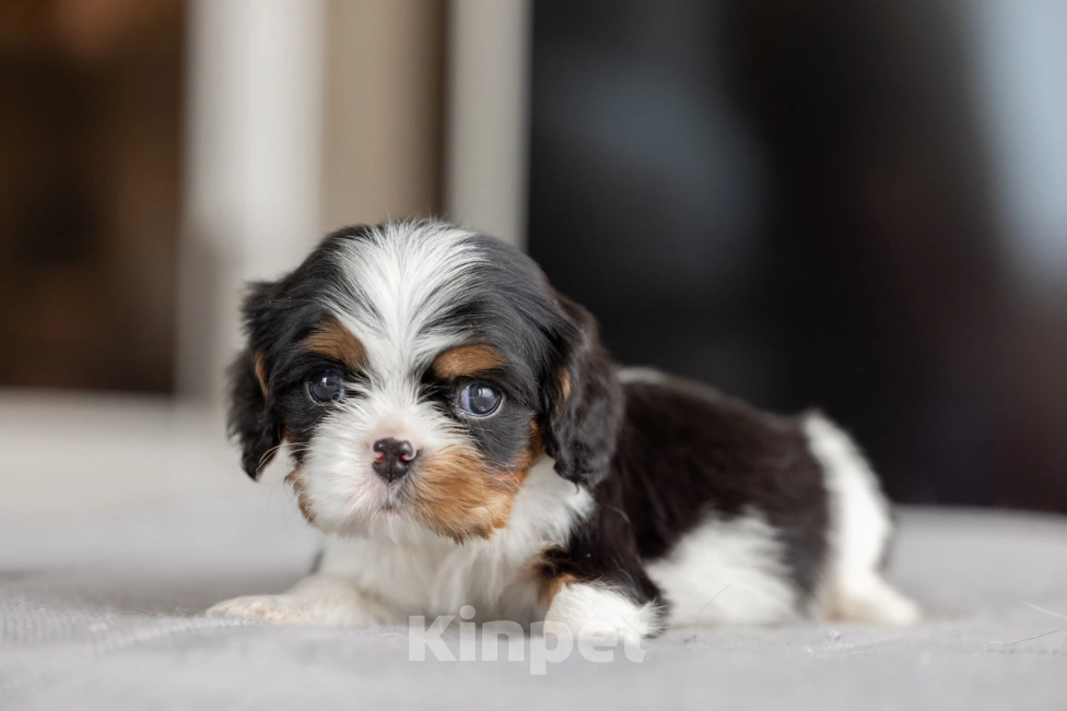 Собаки в Москве: Мальчик  триколор  Мальчик, 85 000 руб. - фото 2