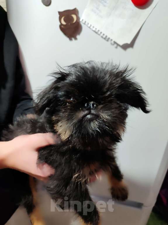 Собаки в Санкт-Петербурге: Бест Мальчик, 45 000 руб. - фото 2