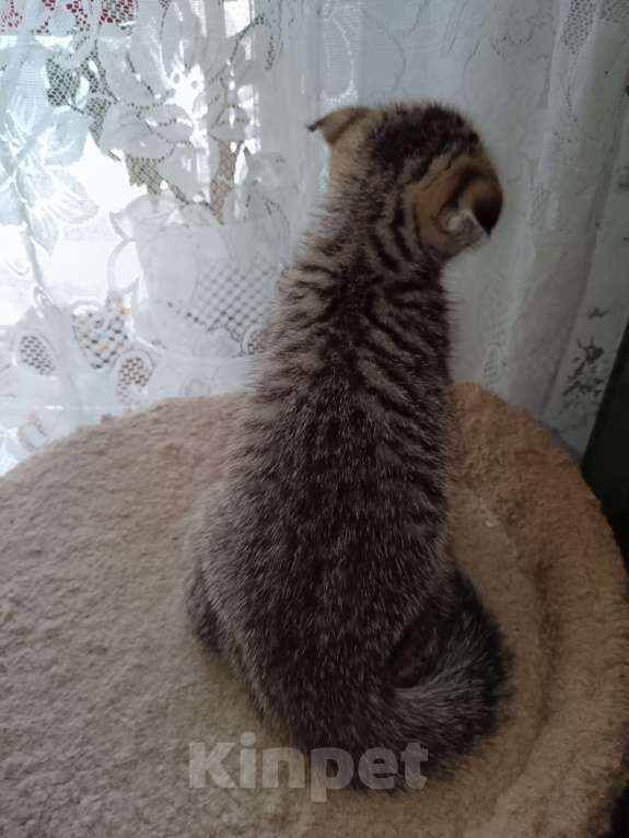 Кошки в Томске: Шотландский вислоухий мальчик  Мальчик, 7 000 руб. - фото 2