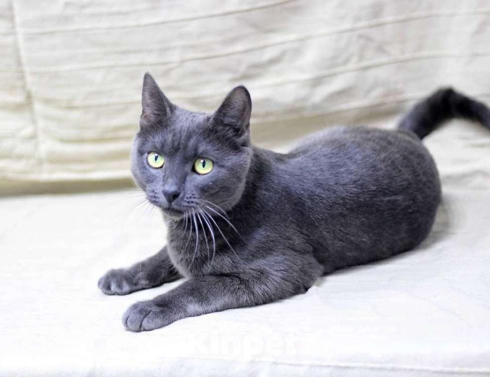 Кошки в Москве: Русский голубой кот Пижон в добрые руки Мальчик, 1 руб. - фото 2