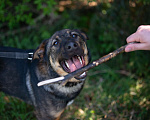 Собаки в Красном Севшем: Обученный у кинолога Дэн Мальчик, Бесплатно - фото 4
