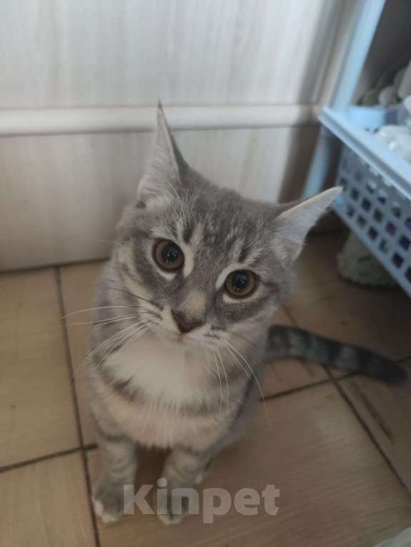 Кошки в Москве: Котик Гром в добрые руки Мальчик, Бесплатно - фото 1