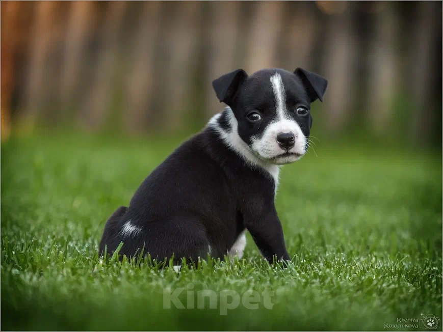 Собаки в Самаре: Щенки АСТ в питомнике, 30 000 руб. - фото 3