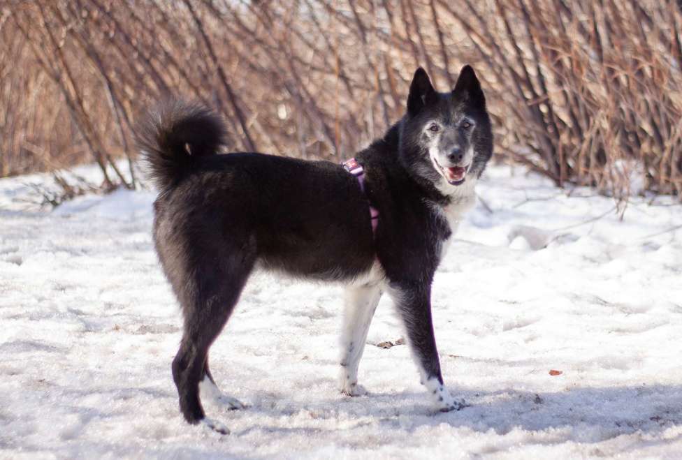 Собаки в Москве: Ласковая домашняя Лика мечтает вновь обрести семью Девочка, Бесплатно - фото 1