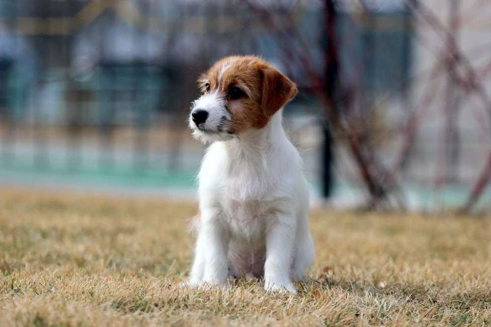 Собаки в Новосибирске: Щенок Джек Рассел терьера  Мальчик, 25 000 руб. - фото 3