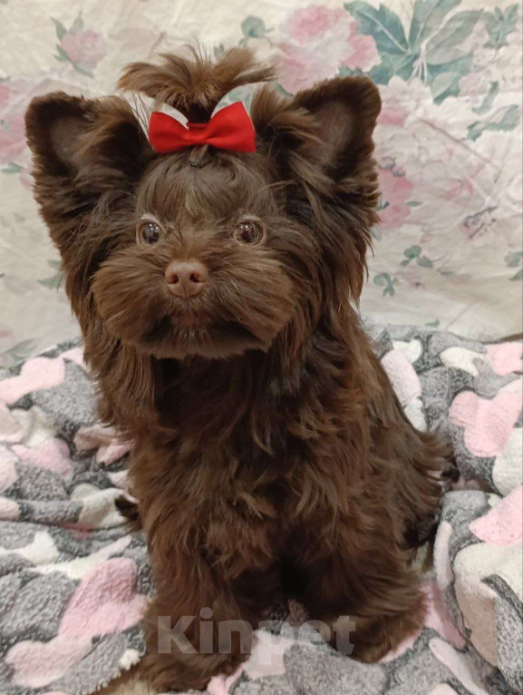 Собаки в Москве: Очаровательный парень шоколадного йорка в поиске лучших родителей Мальчик, 90 000 руб. - фото 3