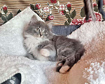Кошки в Москве: Глазастое чудо Пушок, милый домашний котенок в добрые руки, Бесплатно - фото 4