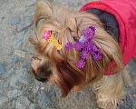 Собаки в Новосибирске: Резиночка для волос, 100 руб. - фото 6