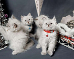 Кошки в Острогожске: Котята Невские Маскарадные, 25 000 руб. - фото 6