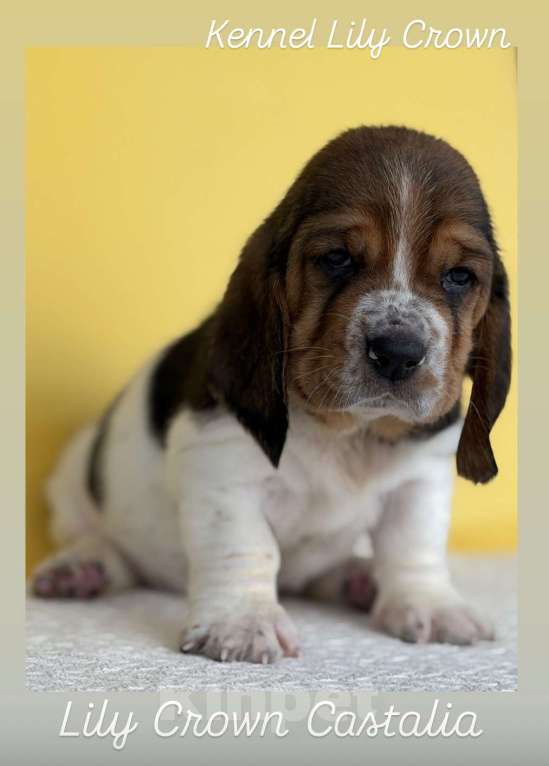 Собаки в Воронеже: Щенок бассет хаунд девочка Девочка, 80 руб. - фото 2