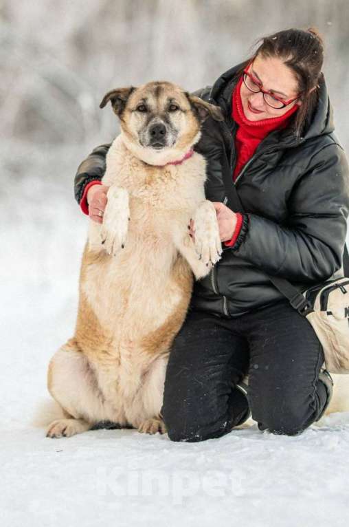 Кошки в других городах Московской области: Юта 7 лет ищет своих людей 💛 Девочка, Бесплатно - фото 7