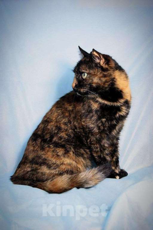 Кошки в Москве: Мисс Мэри - кошечка с золотым характером Девочка, Бесплатно - фото 4