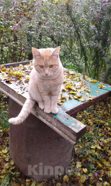 Кошки в Брянске: Кот Мальчик, Бесплатно - фото 7