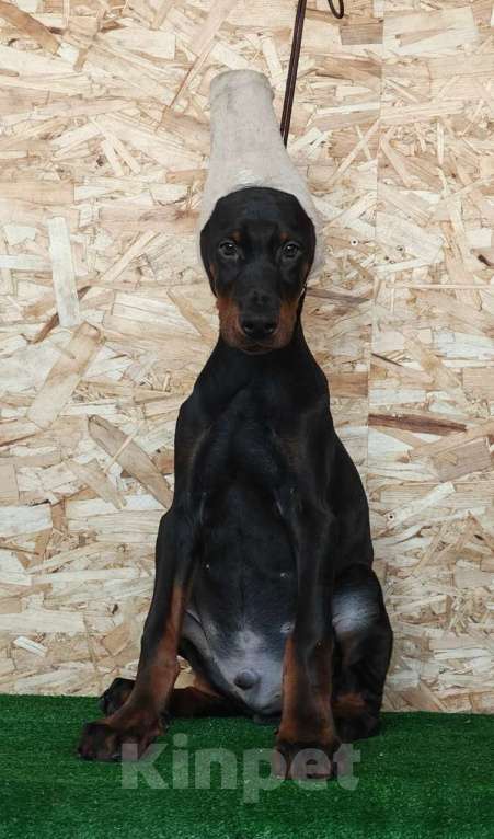 Собаки в Санкт-Петербурге: Щенок добермана Мальчик, 90 000 руб. - фото 1