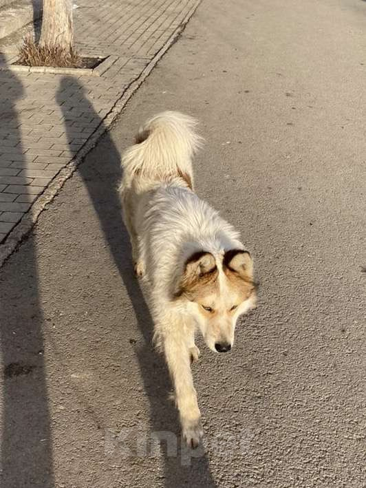 Собаки в Уфе: Потерялась собака в районе Телецентра Мальчик, Бесплатно - фото 1