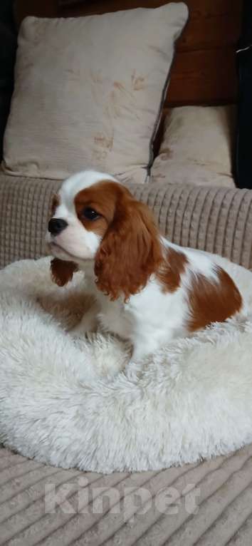 Собаки в Москве: Девочка Кавалер Кинг Чарльз спаниель  Девочка, Бесплатно - фото 6