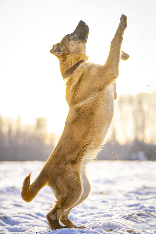 Собаки в Клине: Реджи — шаловливый пёсик Мальчик, Бесплатно - фото 6