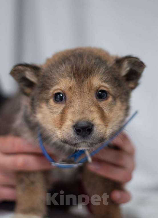 Собаки в Ногинске: Щенок Хома ищет дом Мальчик, Бесплатно - фото 5