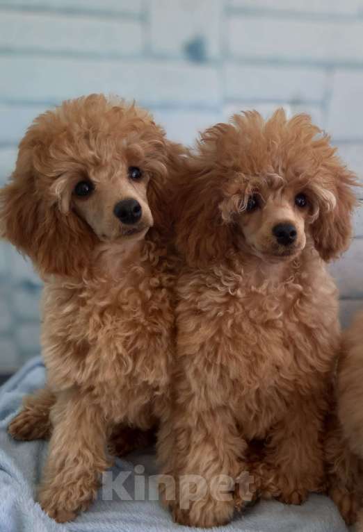 Собаки в Москве: Неймар Звезда Олимпа Мальчик, 60 000 руб. - фото 3