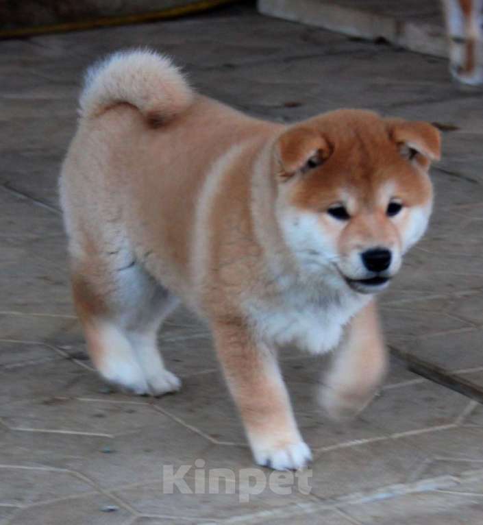 Собаки в Симферополе: Яркий рыжик в современном типе  Мальчик, 70 000 руб. - фото 3