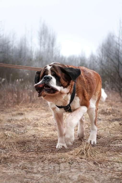 Собаки в Ногинске: Барни Мальчик, Бесплатно - фото 4