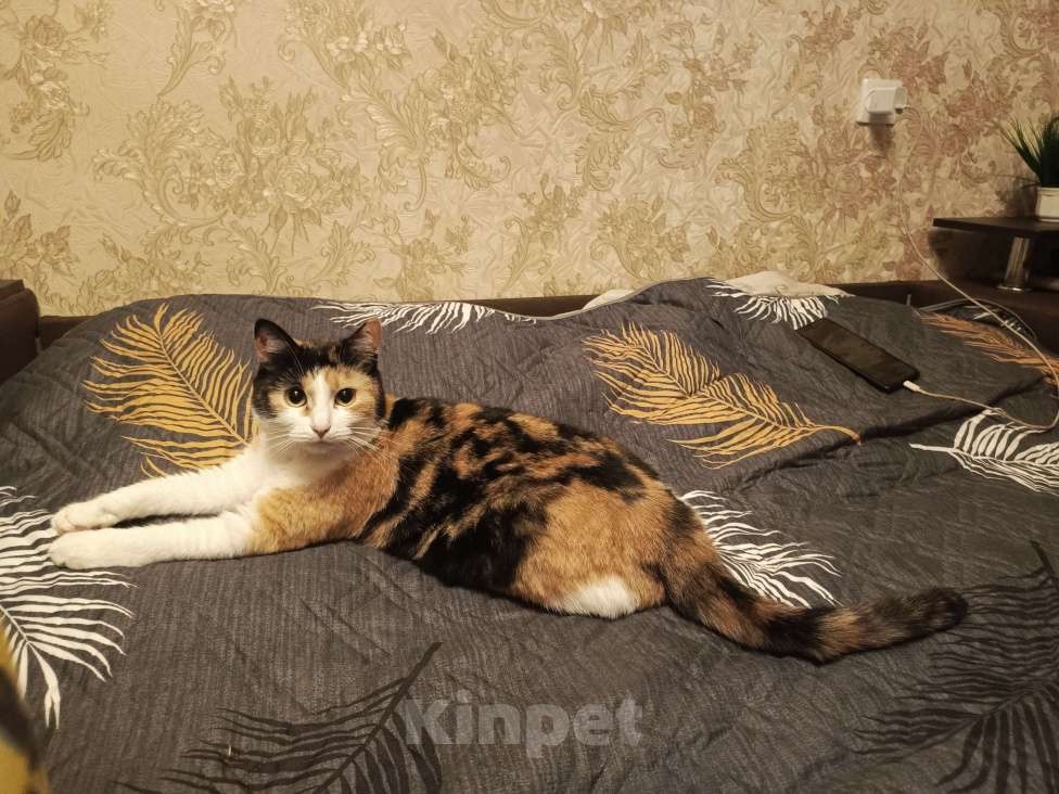 Кошки в Санкт-Петербурге: Отдам кошечку в добрые руки Девочка, Бесплатно - фото 4