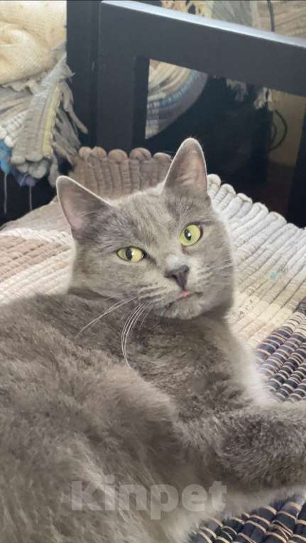Кошки в Лобне: Потерялась серая кошка в Лобне (микрорайон Красная поляна) Девочка, Бесплатно - фото 4