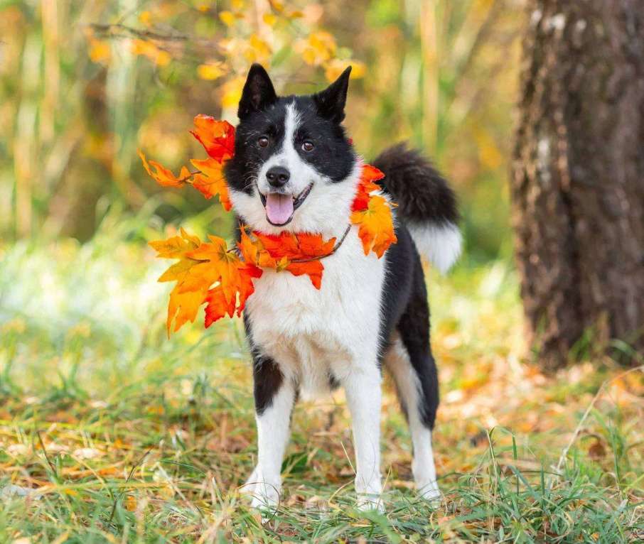 Собаки в Раменском: Джентельмен Франклин ищет дом🩷 Мальчик, Бесплатно - фото 4