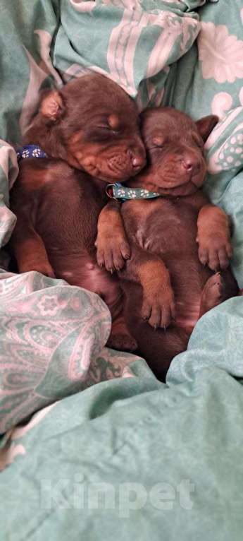 Собаки в других городах Краснодарского края: Щенки добермана РКФ Мальчик, 90 000 руб. - фото 5