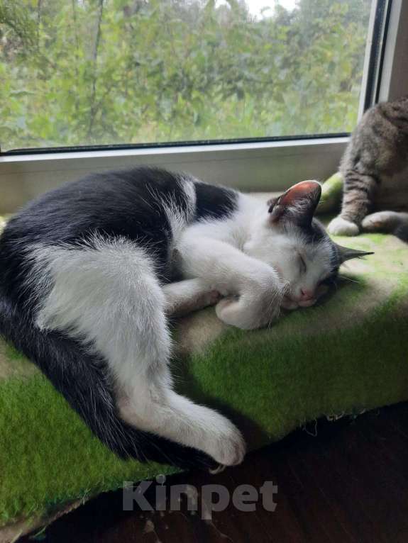 Кошки в Санкт-Петербурге: Маркиза Девочка, Бесплатно - фото 1