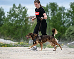 Собаки в Москве: Небольшая супер позитивная Шанти ищет дом! Девочка, Бесплатно - фото 8