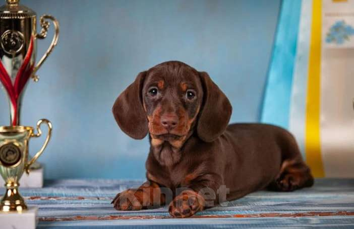Собаки в Москве: Клубные щенки кроличьей таксы 100% Мальчик, 70 000 руб. - фото 4