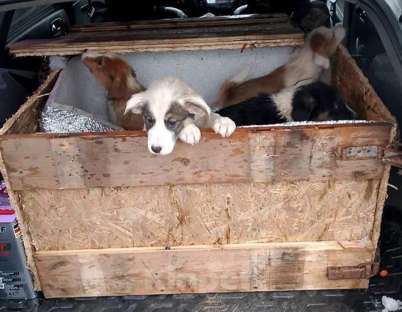 Собаки в Москве: В поисках дома Девочка, Бесплатно - фото 6