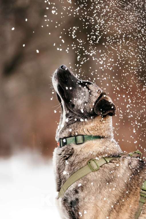 Собаки в Москве: Тигровая девочка в поисках дома Девочка, Бесплатно - фото 5